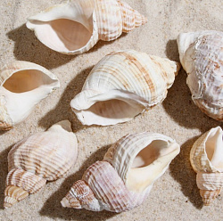 Набор ракушек Horse conch 100г 7004510